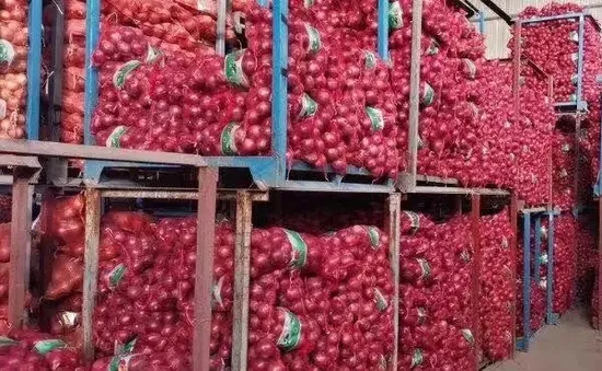 Top Quality 2024 New Crop Fresh Onion with International Certification