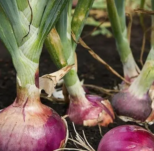 Fresh Quality Yellow Onion, Organic and New Crop Available Now