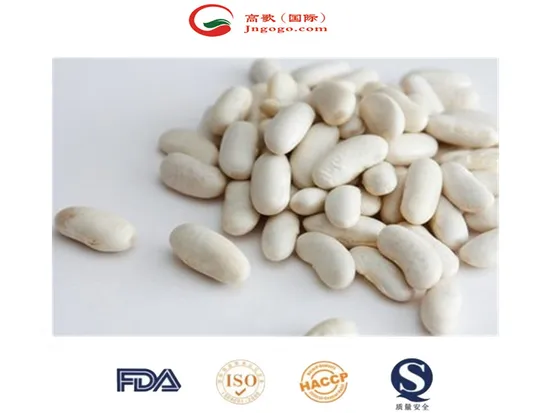 Export Top Quality White Kidney Bean