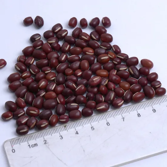 Good Price Pure Natural Dried Rice Bean Small Red Bean for Export
