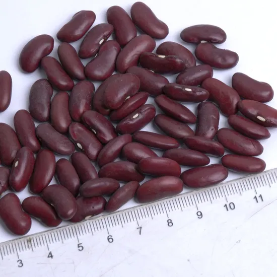 Fresh and Wholesome Beans Red Kidney Bean for International Markets