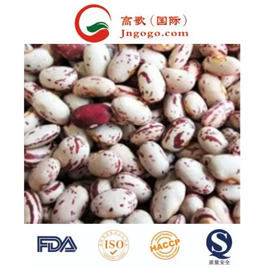 Export America Round Shape Lskb Bean