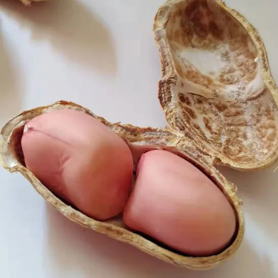 Raw Peanut Kernels/Premium Quality/ All Type Best Quality