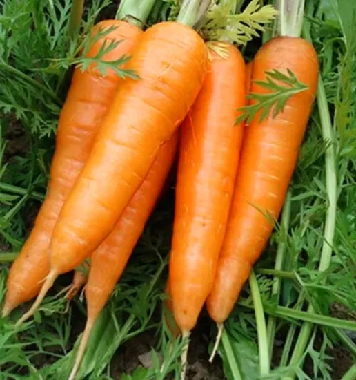 New Crop Sweet Carrot Latest Harvested Fresh Carrot Bulk in Stock