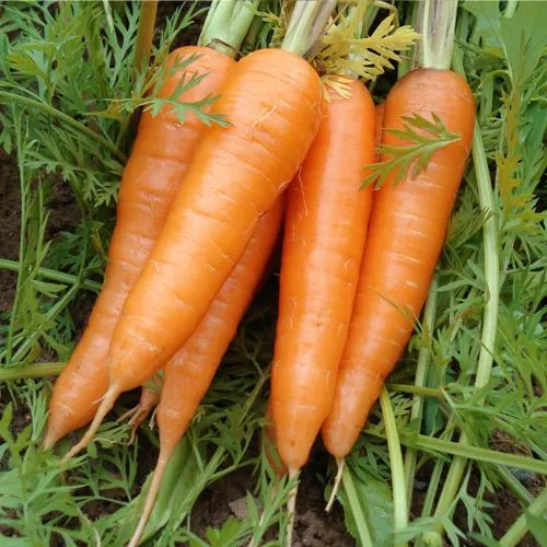 New Harvest Low Price Carrot Farm Fresh Juicy Sweet Carrots