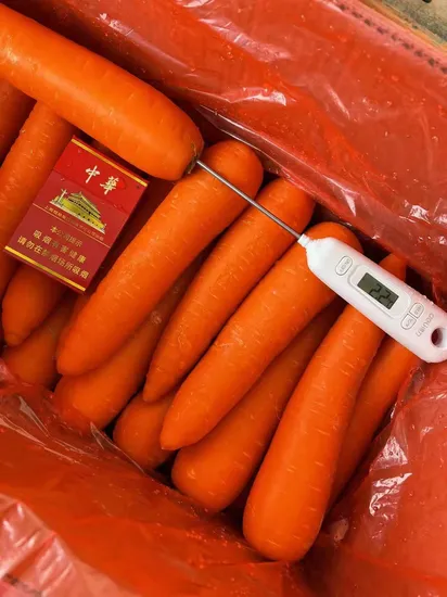 New Crop Fresh Carrots Wholesale Cheap Price
