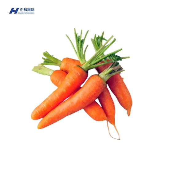 New Arrival Fresh Sale Natural Organic Fresh Carrots From Top Supplier China