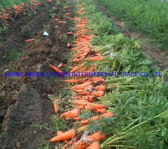 2021high Quality of New Crop Carrot (80-150g) Water Washed Fresh Carrot