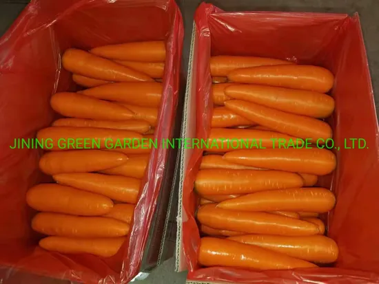 New Fresh Carrot New Crop Fresh Carrot From China Grade a+, S, M, L, 10kg/Carton, 5kg/Carton Top Quality Lowest Price Experience Producer
