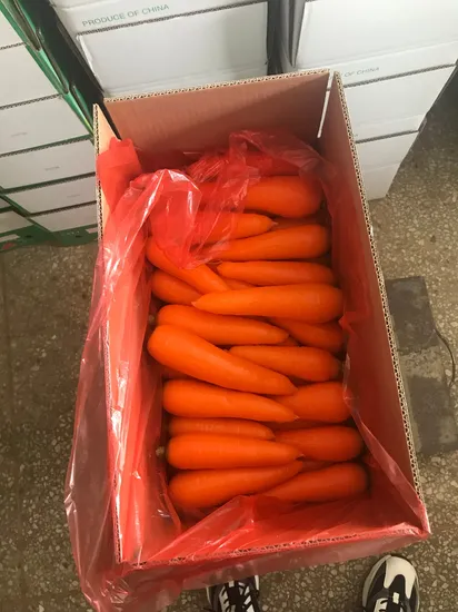 Super Quality Chinese Fresh Carrot, Shandong/Xiamen/Hebei Carrot