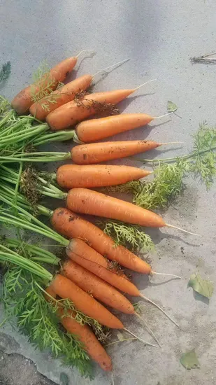 Selected Grade M Organic Orange Carrot Red Carrot