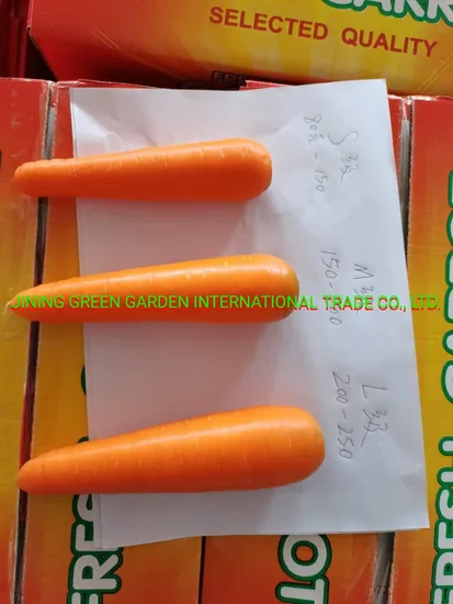 Fresh Carrot New Crop Fresh Carrot From China Grade a+, S, M, L, 10kg/Carton, 5kg/Carton Top Quality Lowest Price Experience Producer