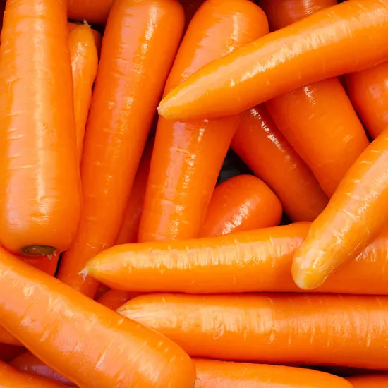 Export Standard Chinese New Carrot with Compepitive Price