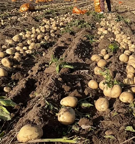 Potato Exporter From China Original Shandong China Good Good Price