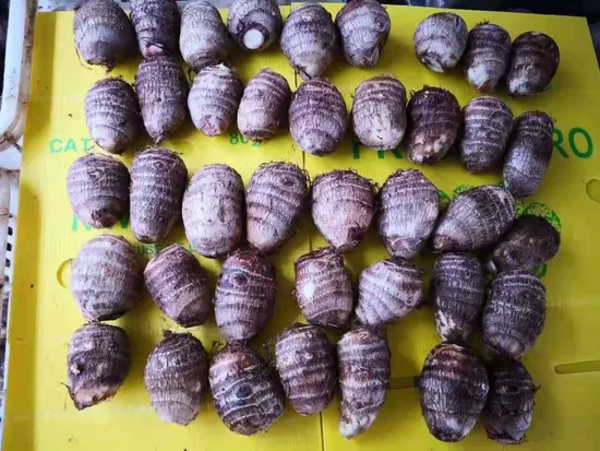 Fresh Taro China Origin Top Quality Low Price Free Sample