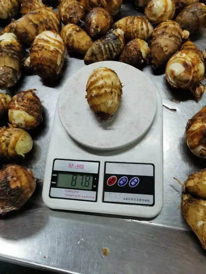 Selected Good Quality New Crop Fresh Taro