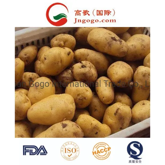 New Crop Top Quality for Sale Holland Potato