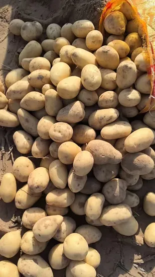 Chinese Healthy Vegetables Supplier Export High Quality Fresh Potato for Cooking