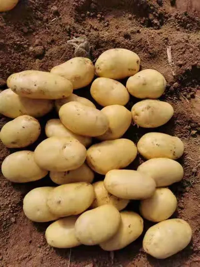 Best Export Quality Fresh Potato China Potatoes