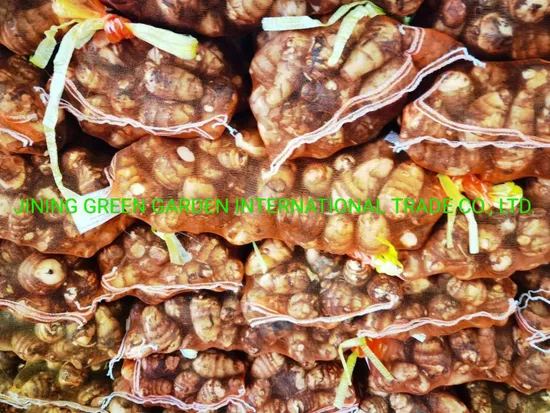 Fresh Quality Taro, Fresh Eddo Good Price for Exporting