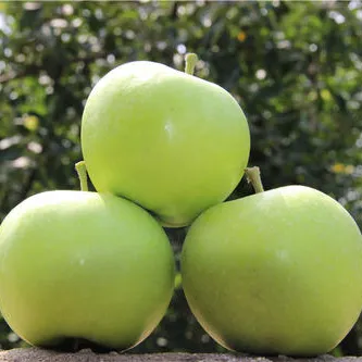 New Crop Green Apple From Coldstore