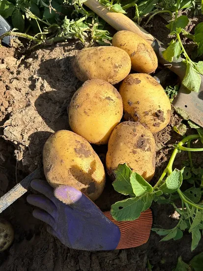 Fresh Potatoes From China New Crop with High Quality and Cheap Price