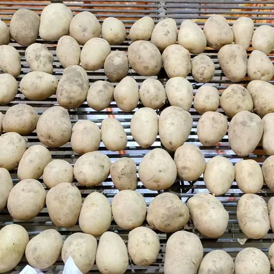 New Crop Fresh Chinese Potato (150G AND UP)