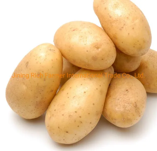Best Export Quality Fresh Potato From China