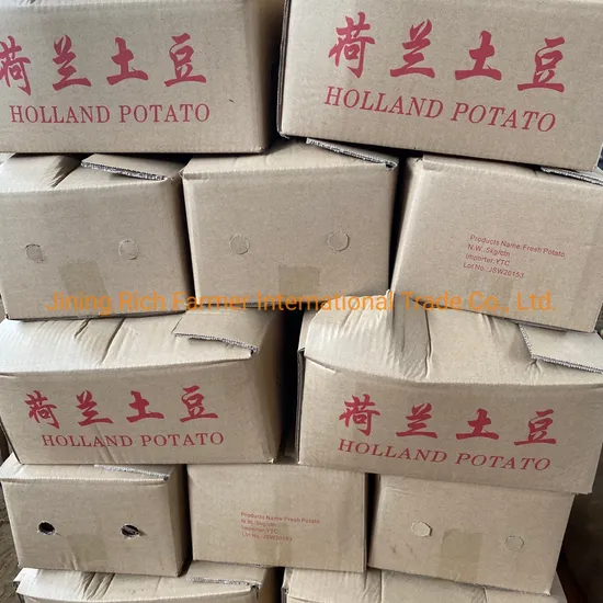 Bulk Potato Fresh Potato Supplier