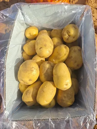 Chinese Newest Crop High Quality Fresh Potatoes for Export Wholesale Factory Price