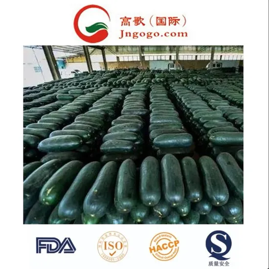 China New Crop Fresh Winter Melon Supplier