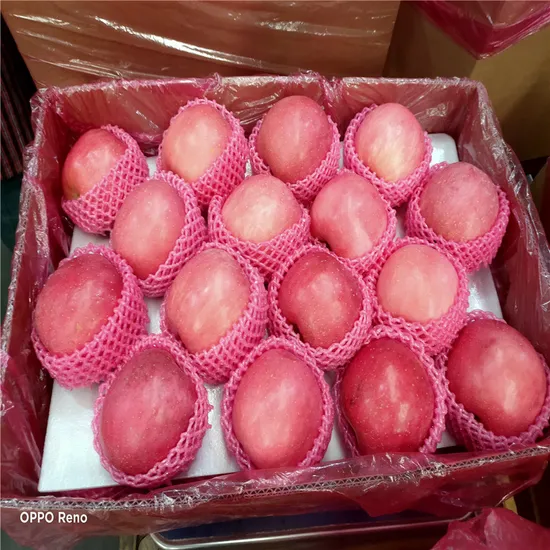 Fresh Delicious FUJI Apple/Red Apple