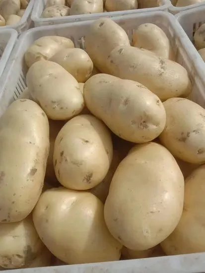 Hot Selling High Quality New Crop Fresh Atlantic Potato 100g 150g Used for Crisps and Chips From Shandong China Factory Price