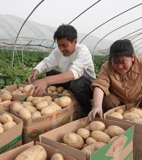 Farm Direct Potato Original From China