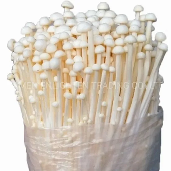Canned Fresh Mushroom Needle Mushrooms Golden Enoki Mushroom 425g New Season with Cheapest Price for Whole Sale
