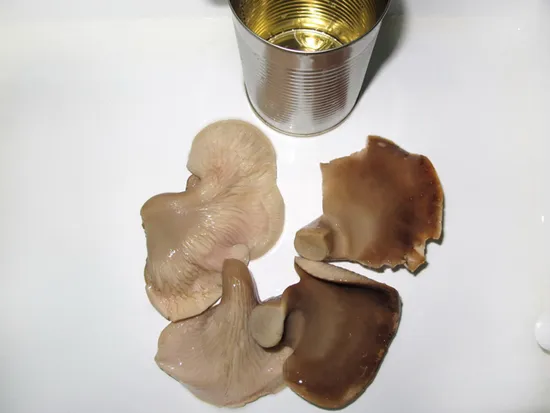 Canned Fresh Abalone Whole Mushroom Wholesale Price