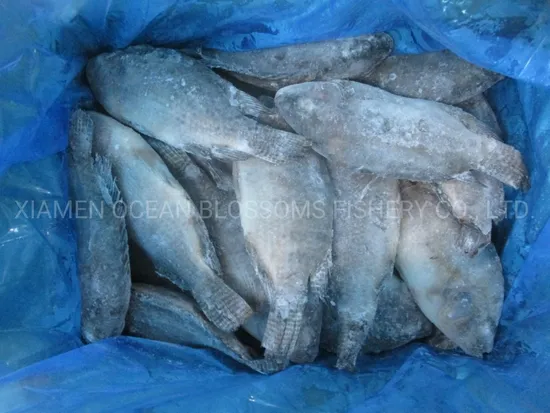 Best Quality Frozen Tilapia Fish
