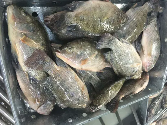 Whole Round Frozen Tilapia Prices