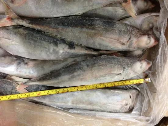 Red Tail Long Bodied Scad 28cm+