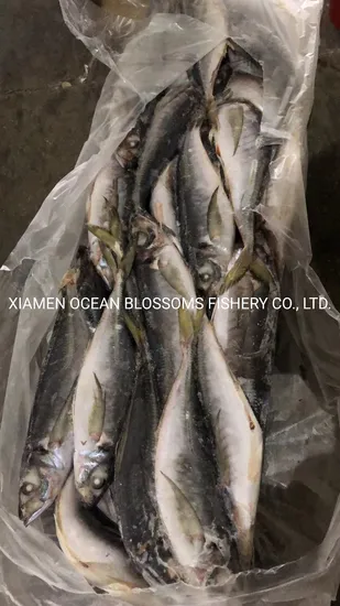 Sea Frozen Horse Mackerel Scad W/R 200/400