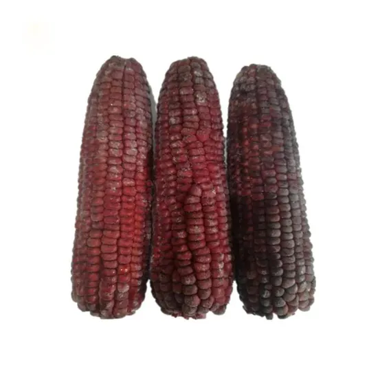 Vacuum Pack Sweet Corn on The COB Best Quality Sweet Corn