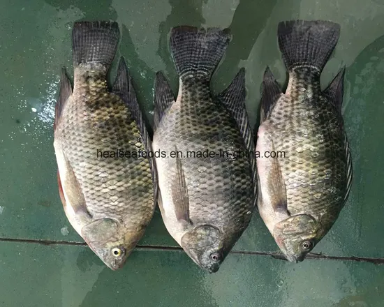 Chinese Frozen Black Tilapia Fish Chopa