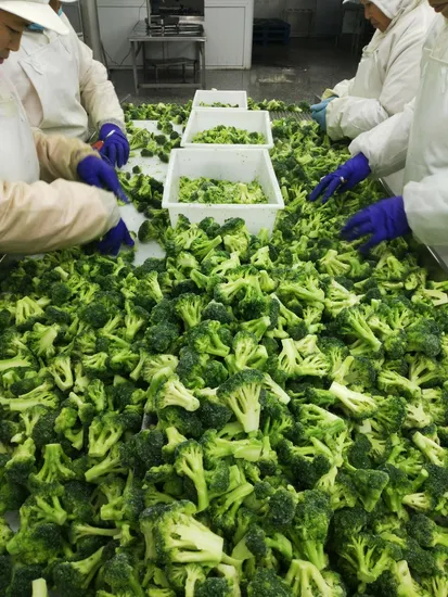 Frozen Broccoli High Quality From China Wholesale