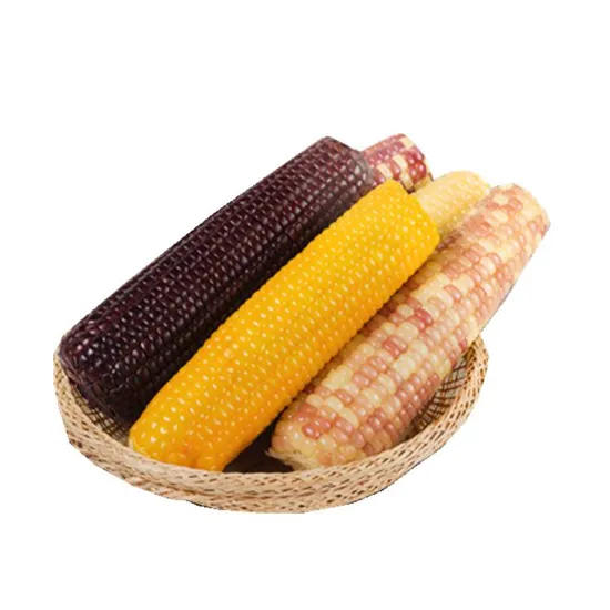 China Non GMO Sweet Corn Cobs