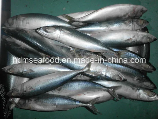 High Quality Frozen Horse Mackerel Fish
