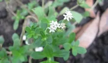 Food Ingridient Herbal Sweetener Flavor Stevia Rebaudiana Bertoni 99% Powder