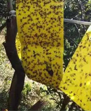 Flying Insect Glue Sticky Paper Trap