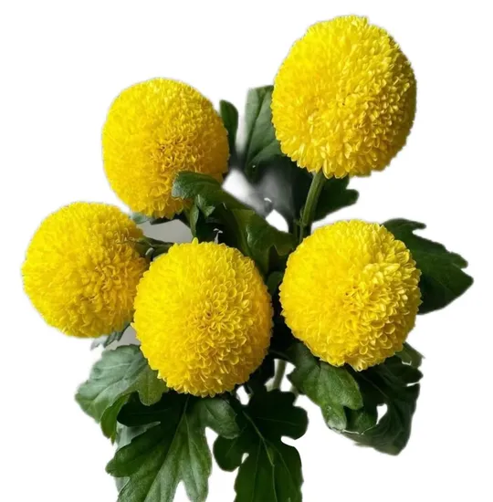 Ping-Pong Chrysanthemum Decoration Event Planning Fresh Cut Flower Direct Purchase Wholesale