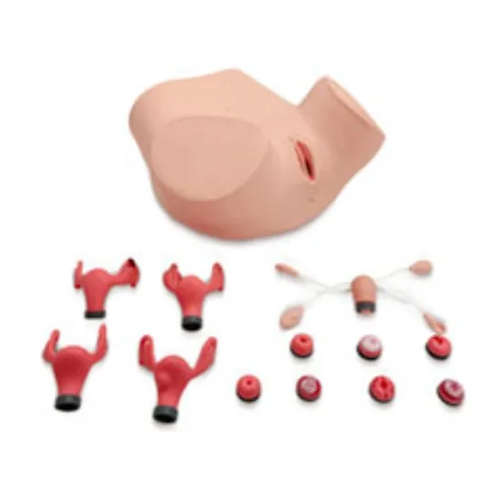 Advanced Gynecological Examination Model