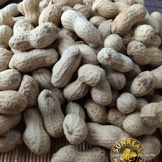 2021 Roasted Peanut in Shell Java/Quality Assurance